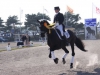 gazella