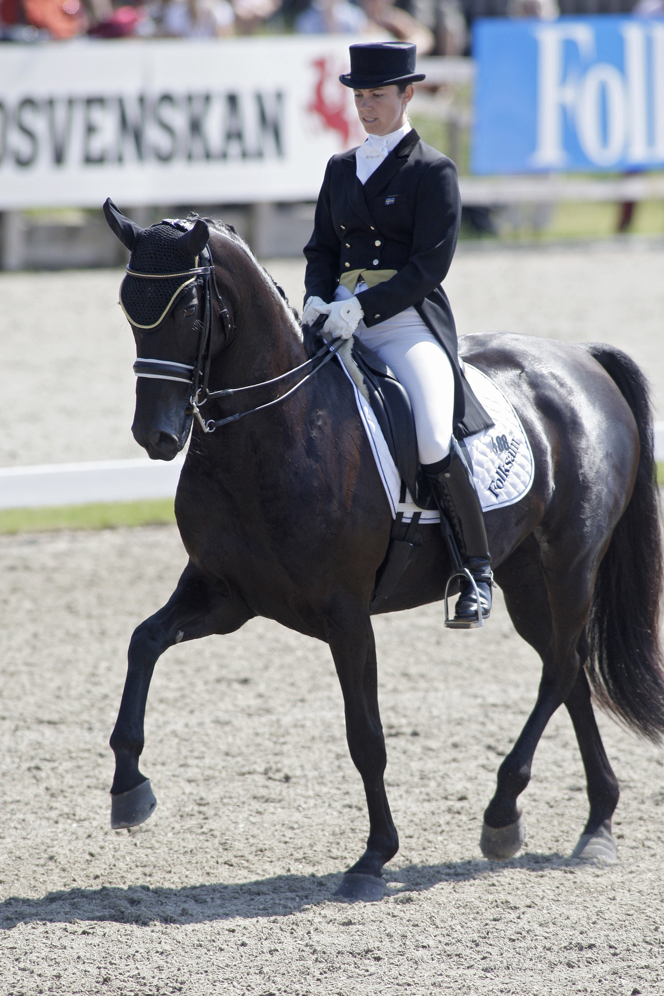 Gazella vinner 7-årschampionatet i Falsterbo!