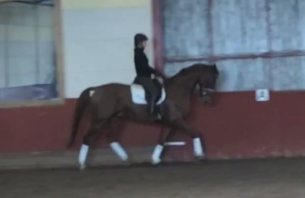 Dressage gelding for sale